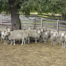 Gospodarstwo agro-eko turystyczne