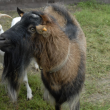 Gospodarstwo agro-eko turystyczne