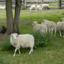 Gospodarstwo agro-eko turystyczne