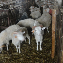 Gospodarstwo agro-eko turystyczne