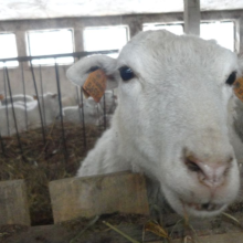 Gospodarstwo agro-eko turystyczne